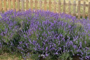 Seeds - Mayfield Lavender Flowers